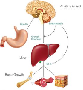 Human growth hormone hgh production by pituitary gland