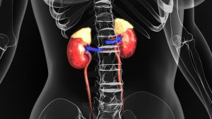 picture of adrenal glands in the body